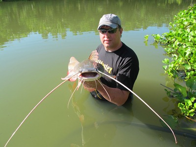 Asian Red Tail Catfish 10lb