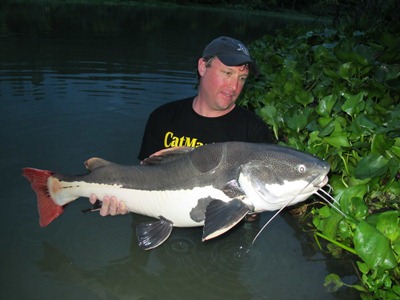 Amazon Red Tail Catfish 50lb