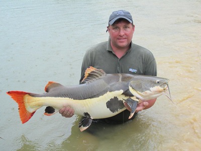 Amazon Red Tail Catfish 65lb